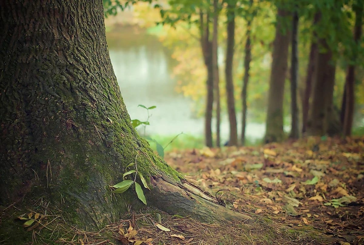 Know the Forest therapy to relieve stress in Japan