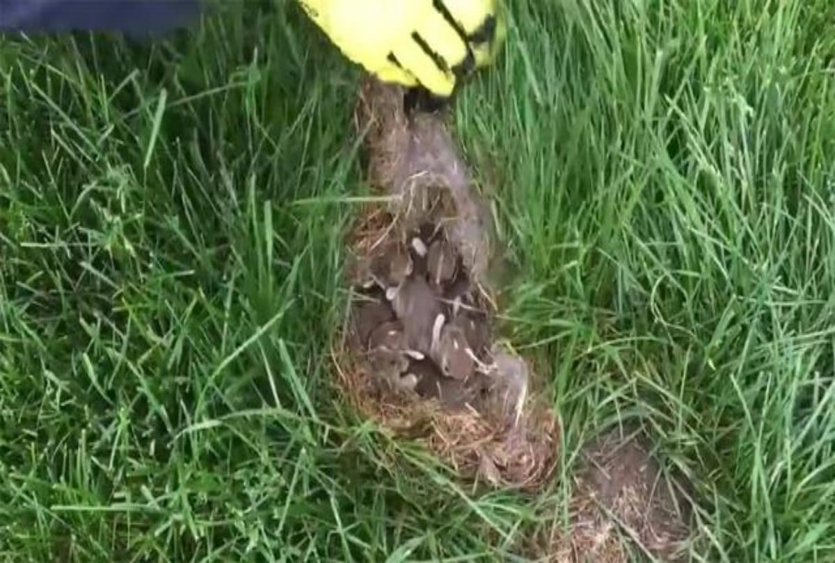 If you ever see this brown spot in your yard back away immediately and call for help