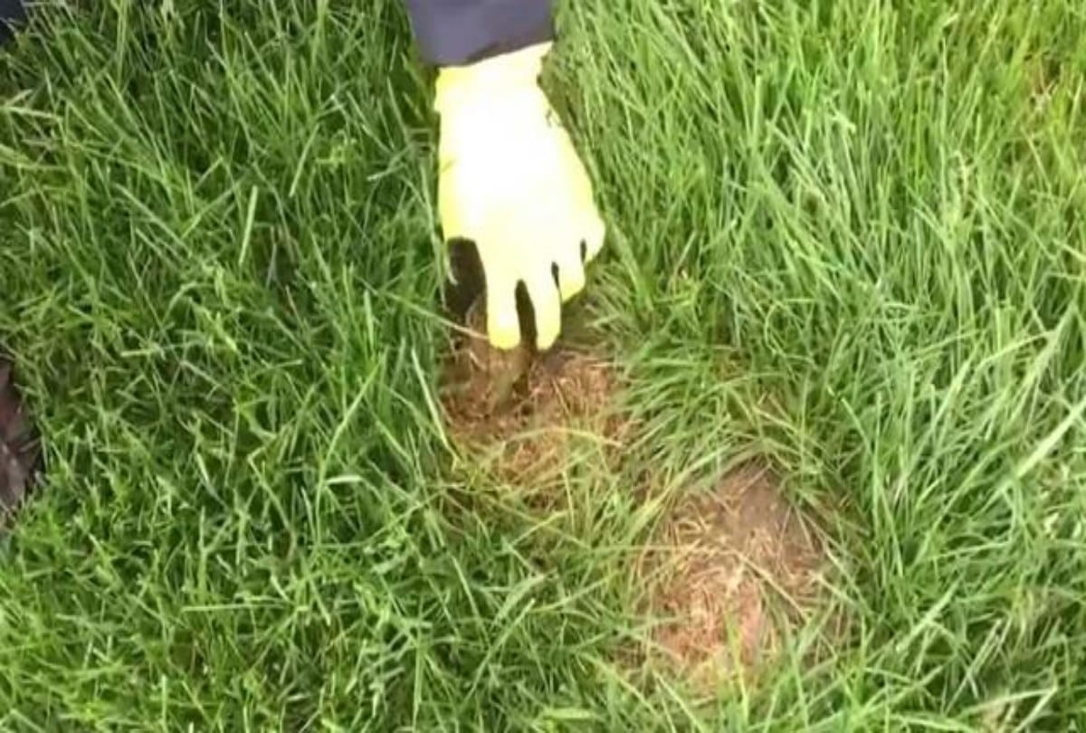 If you ever see this brown spot in your yard back away immediately and call for help