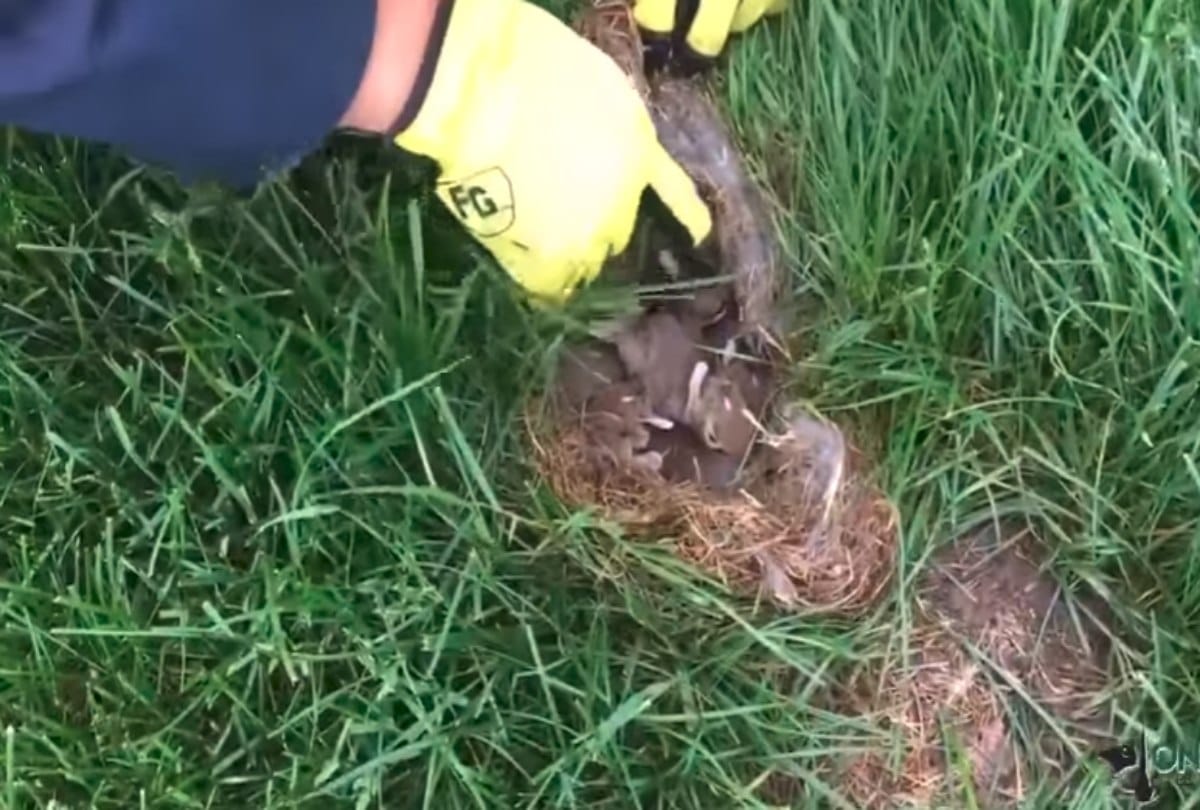 If you ever see this brown spot in your yard back away immediately and call for help