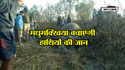 Railway Ministry to play buzz of honey bees to keep elephants off railway track