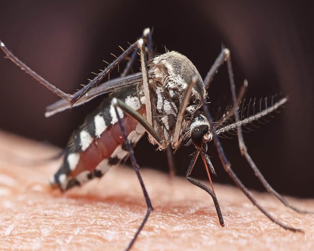 Japanese encephalitis dengue malaria and yellow fever all are transmitted by mosquitoes