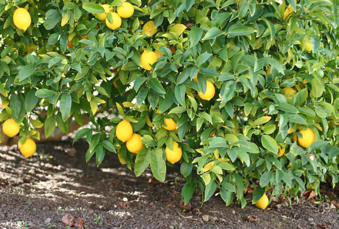 Pakistani Lemons Farming in India to Earn Money