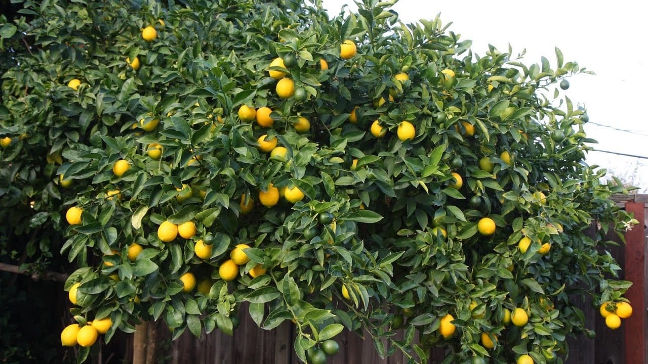 Pakistani Lemons Farming in India to Earn Money