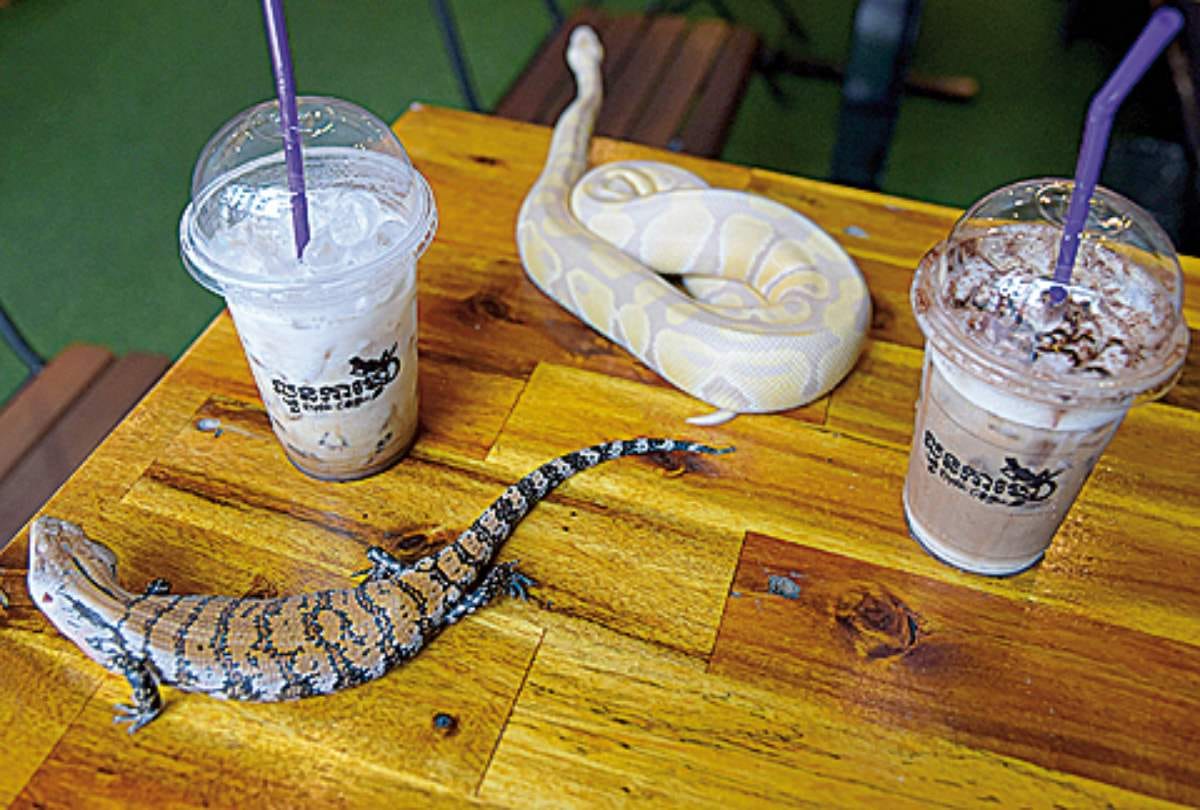 reptile themed cafe in Cambodia where pythons can be spotted on coffee table