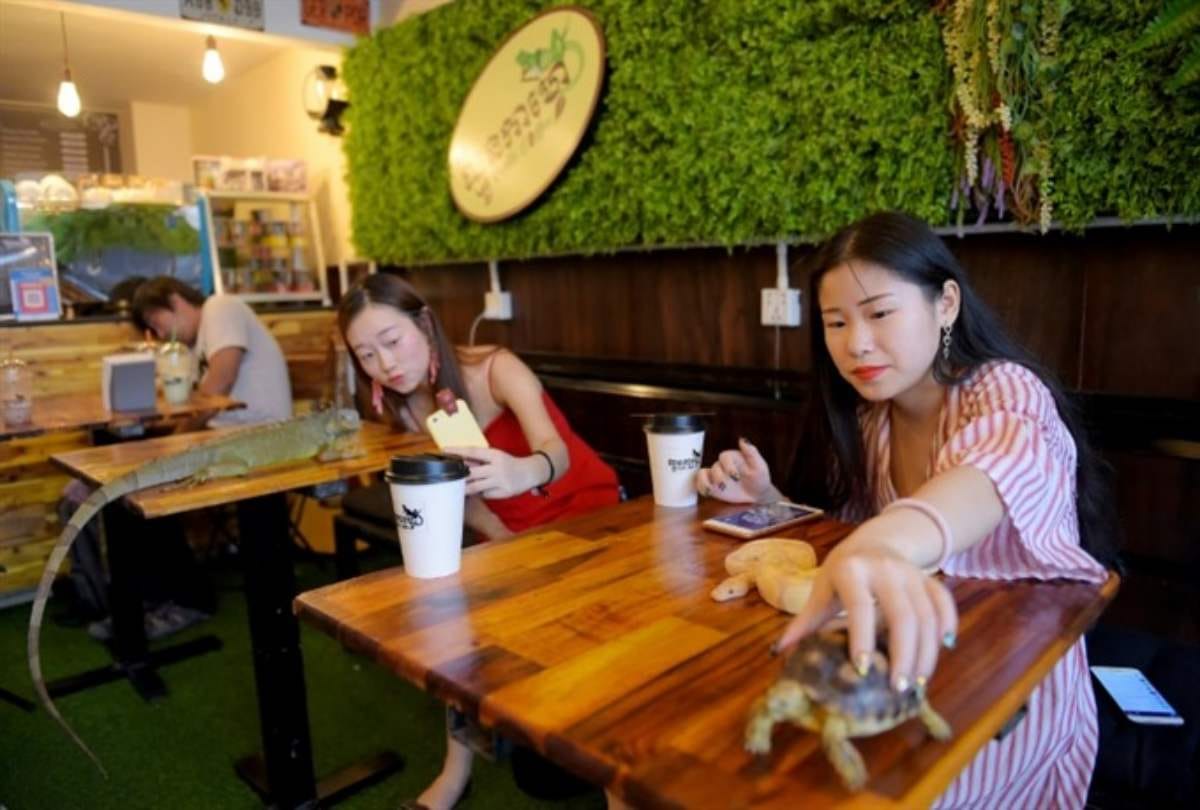 reptile themed cafe in Cambodia where pythons can be spotted on coffee table
