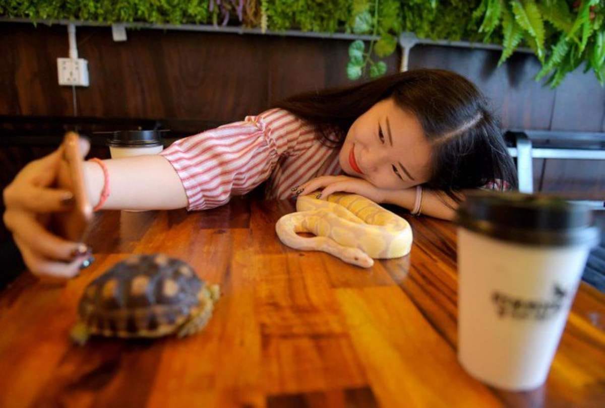 reptile themed cafe in Cambodia where pythons can be spotted on coffee table