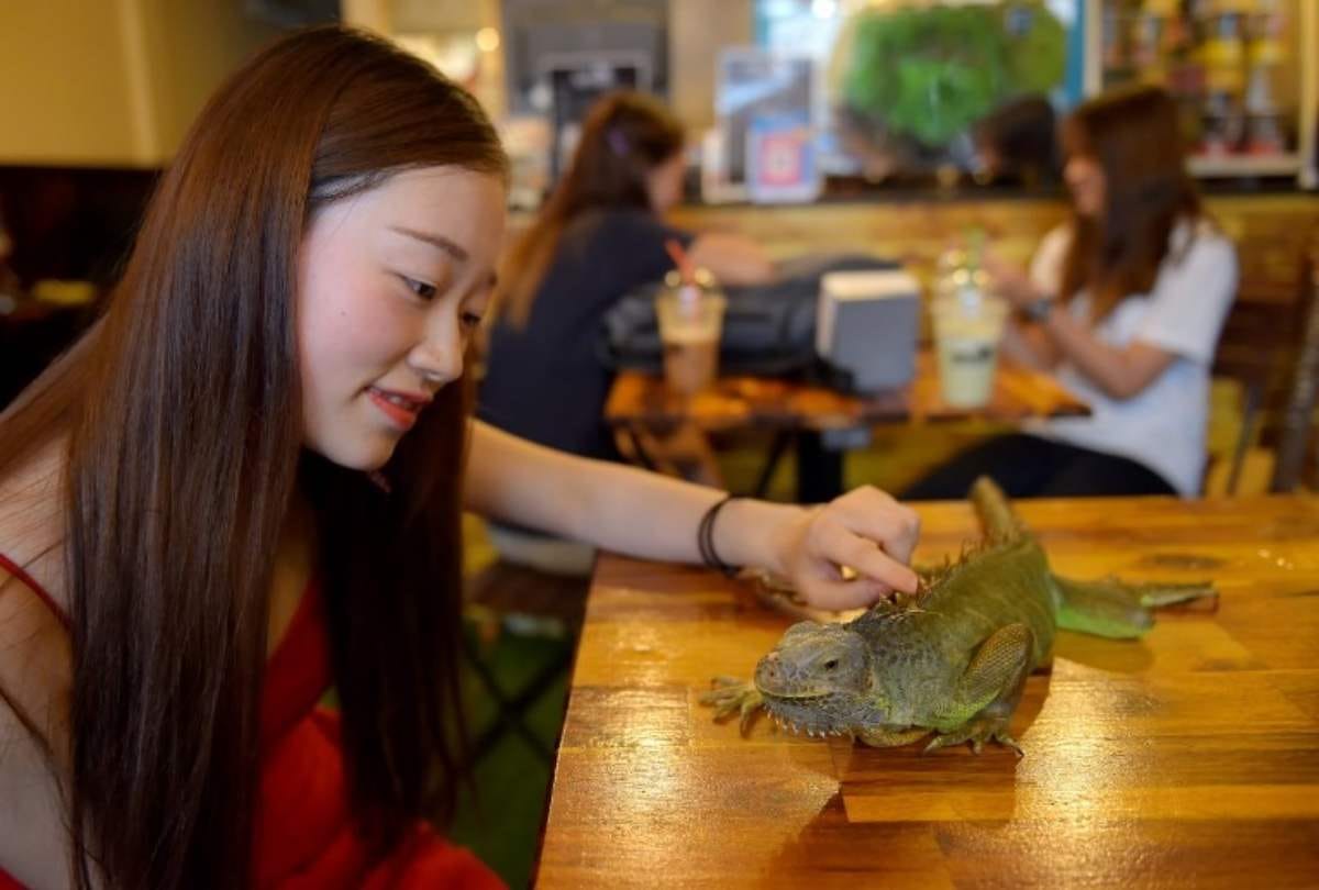 reptile themed cafe in Cambodia where pythons can be spotted on coffee table