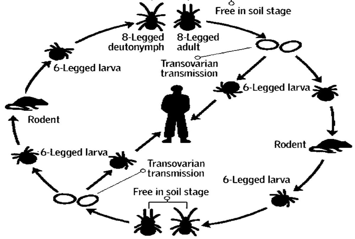 six people died due to scrub typhus in himachal
