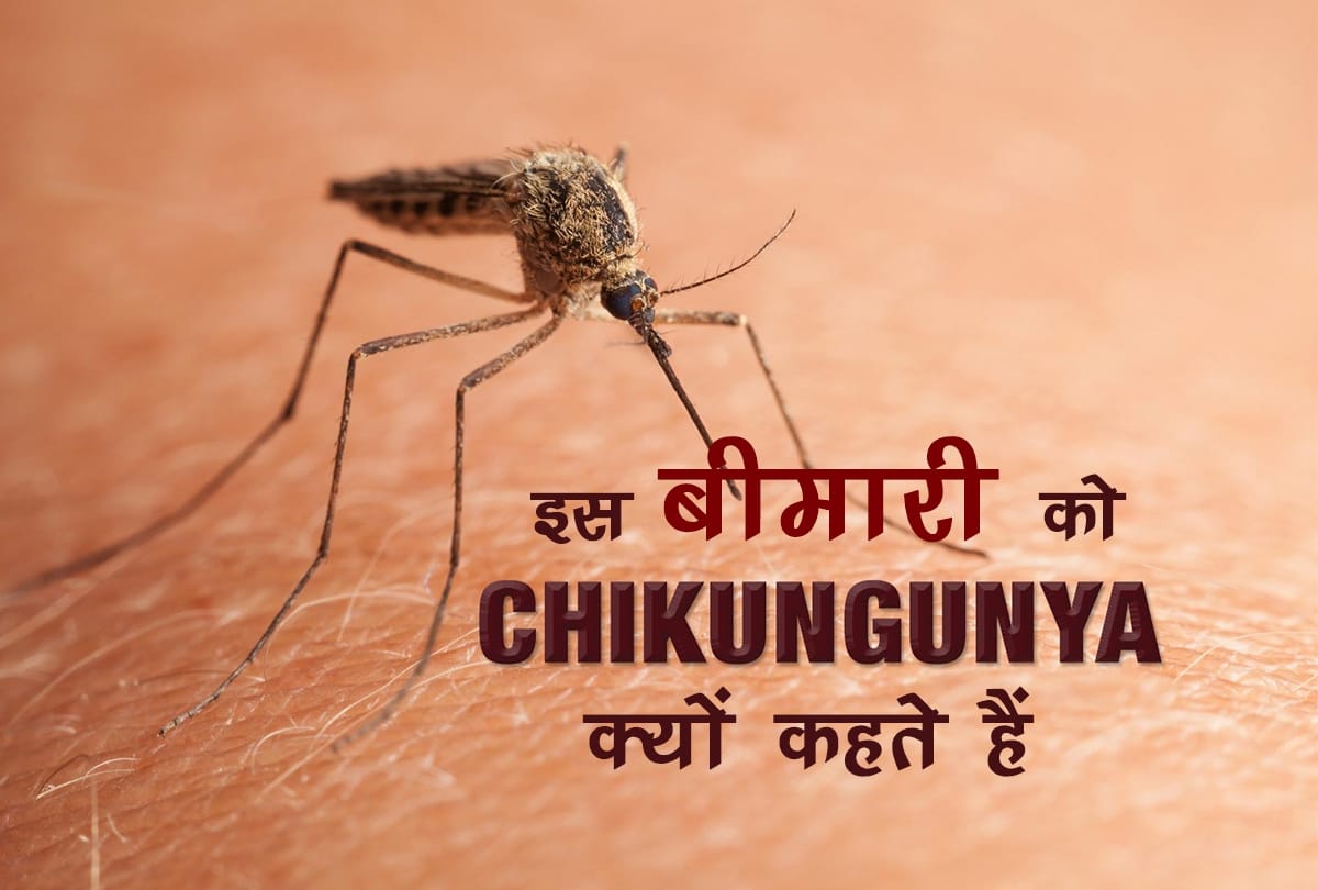 Why Chikungunya is called chikungunya?