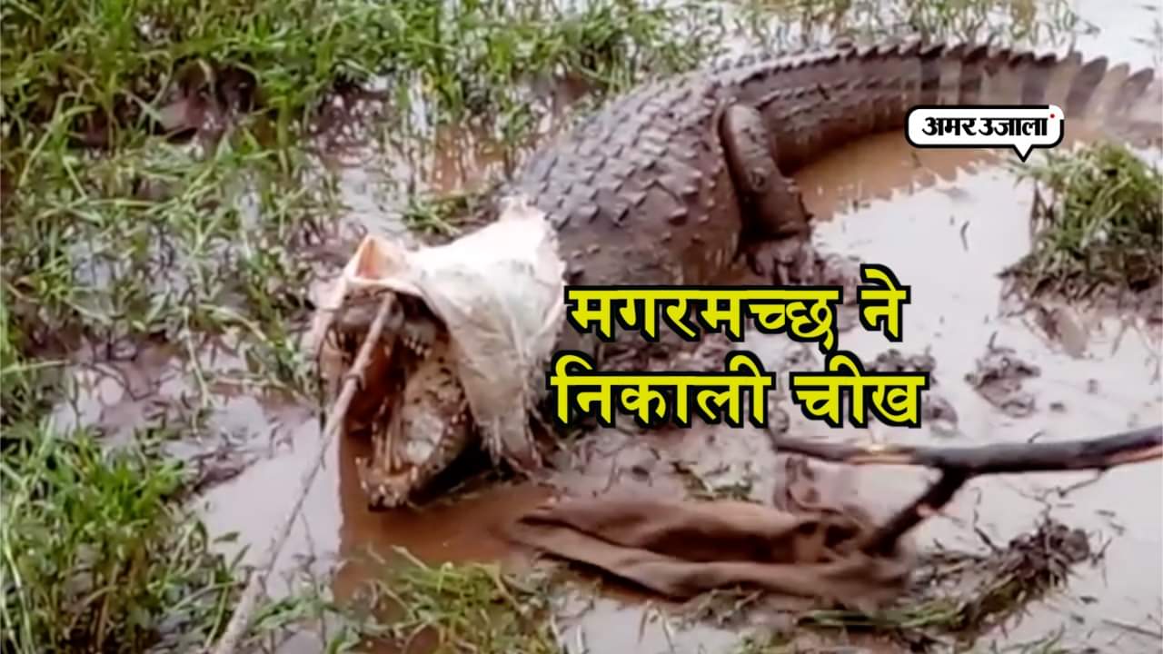 मगरमच्छ