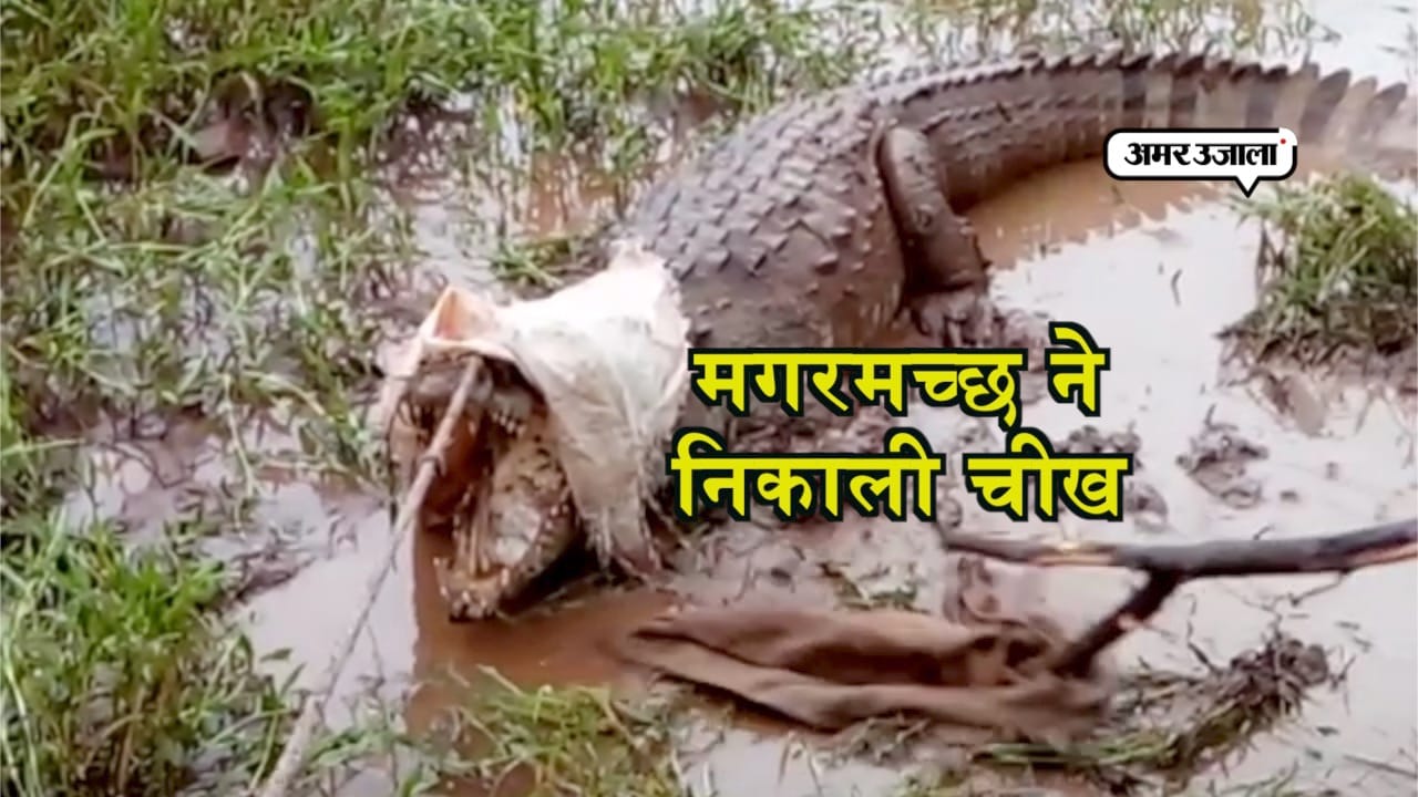 मगरमच्छ