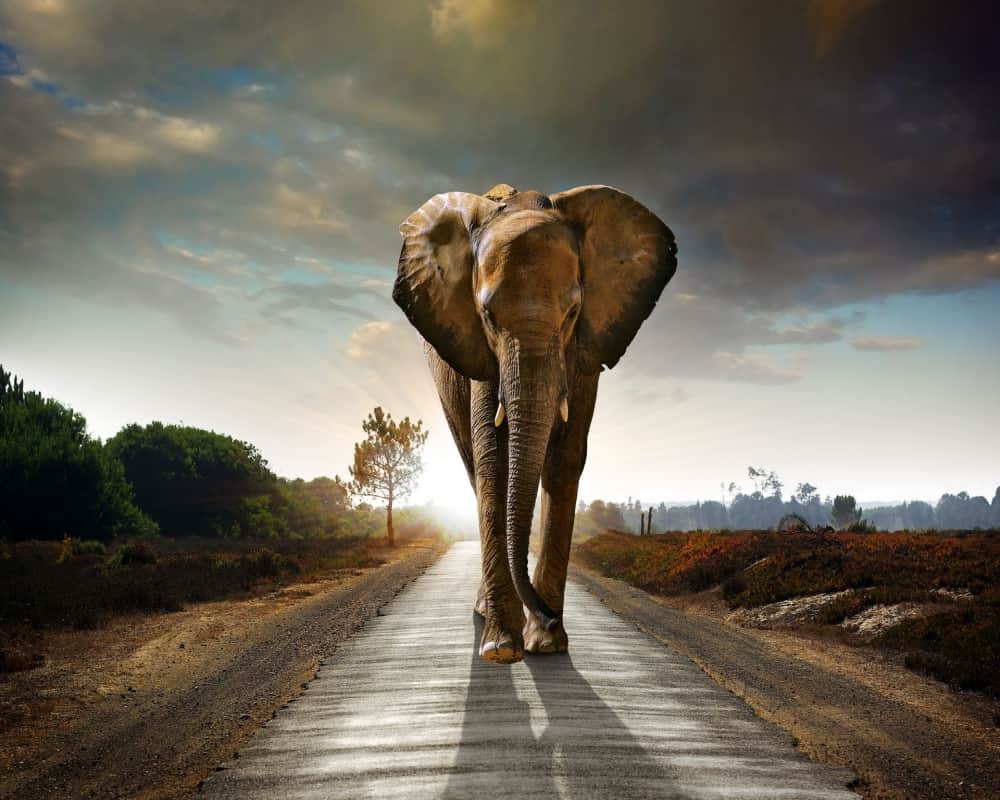 Feng Shui says Using Elephant As Part Of Your Home Decor can bring good luck and money