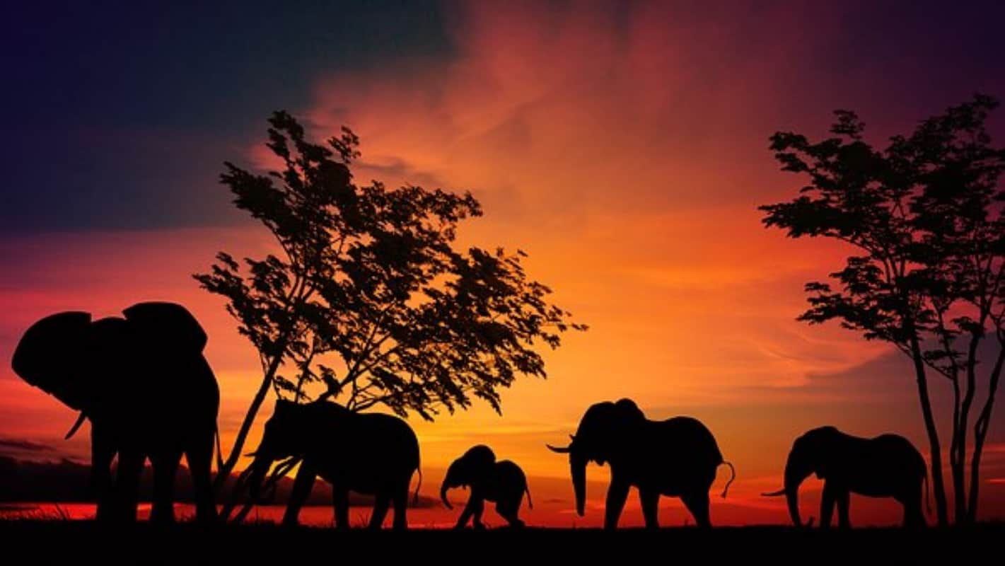 Feng Shui says Using Elephant As Part Of Your Home Decor can bring good luck and money