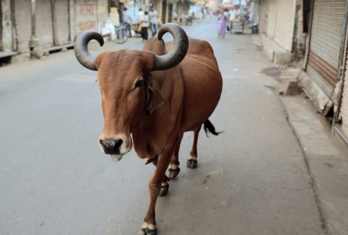 सांड़ के हमले से किसान की मौत