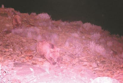 Snow leopard and Bear pictures in CCTV Camera at kinnaur himachal pradesh