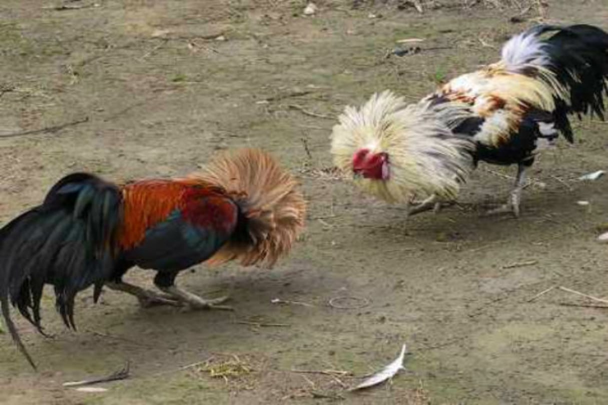 surprising case Pakistan police released cock after eight months