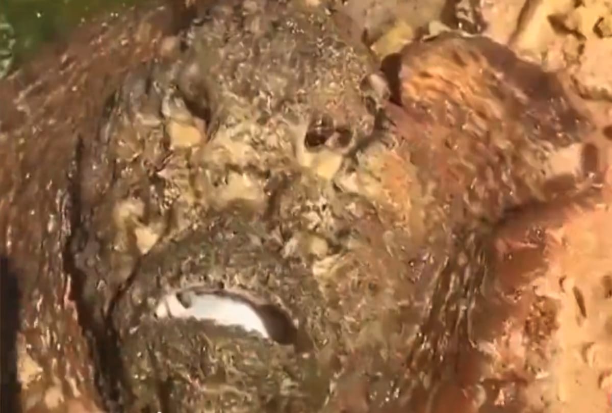 Stone Fish One of the Most Poisonous Fish