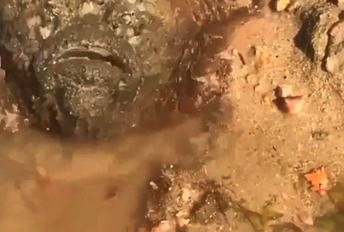 Stone Fish One of the Most Poisonous Fish