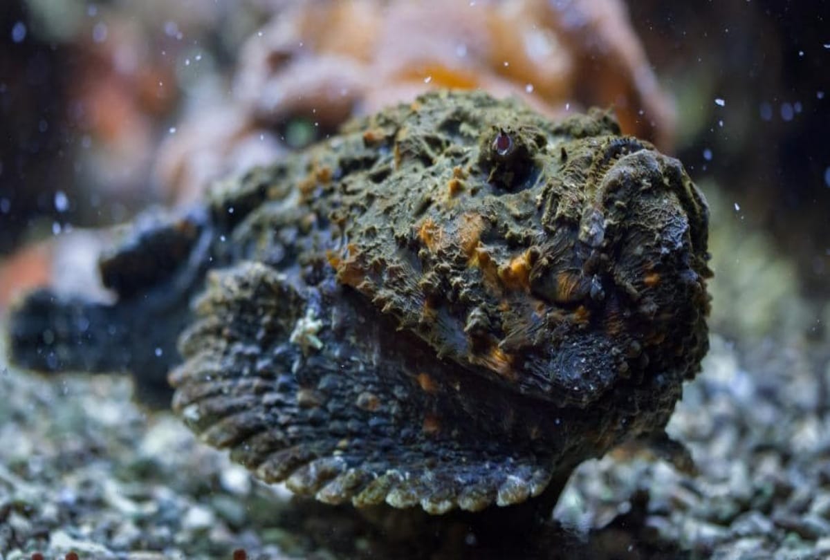 Stone Fish One of the Most Poisonous Fish