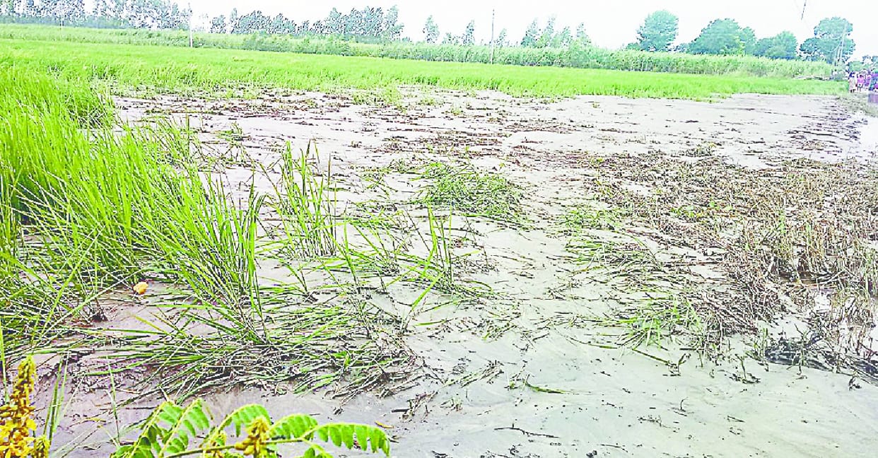 system laaparvaah, 100 crore ki fasal tabaah