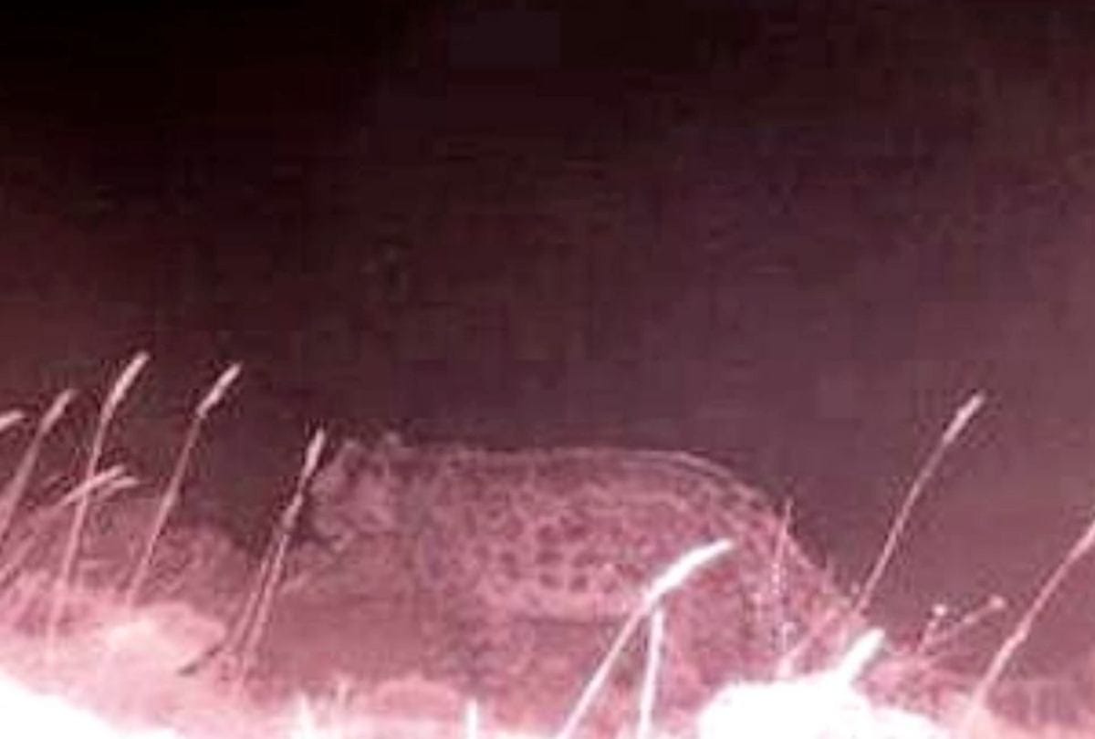 Snow leopard and Bear pictures in CCTV Camera at kinnaur himachal pradesh