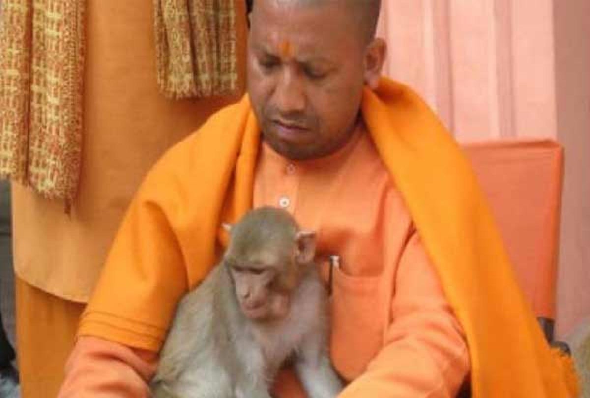 Yogi's friendship with monkeys formula failed in Mutiara