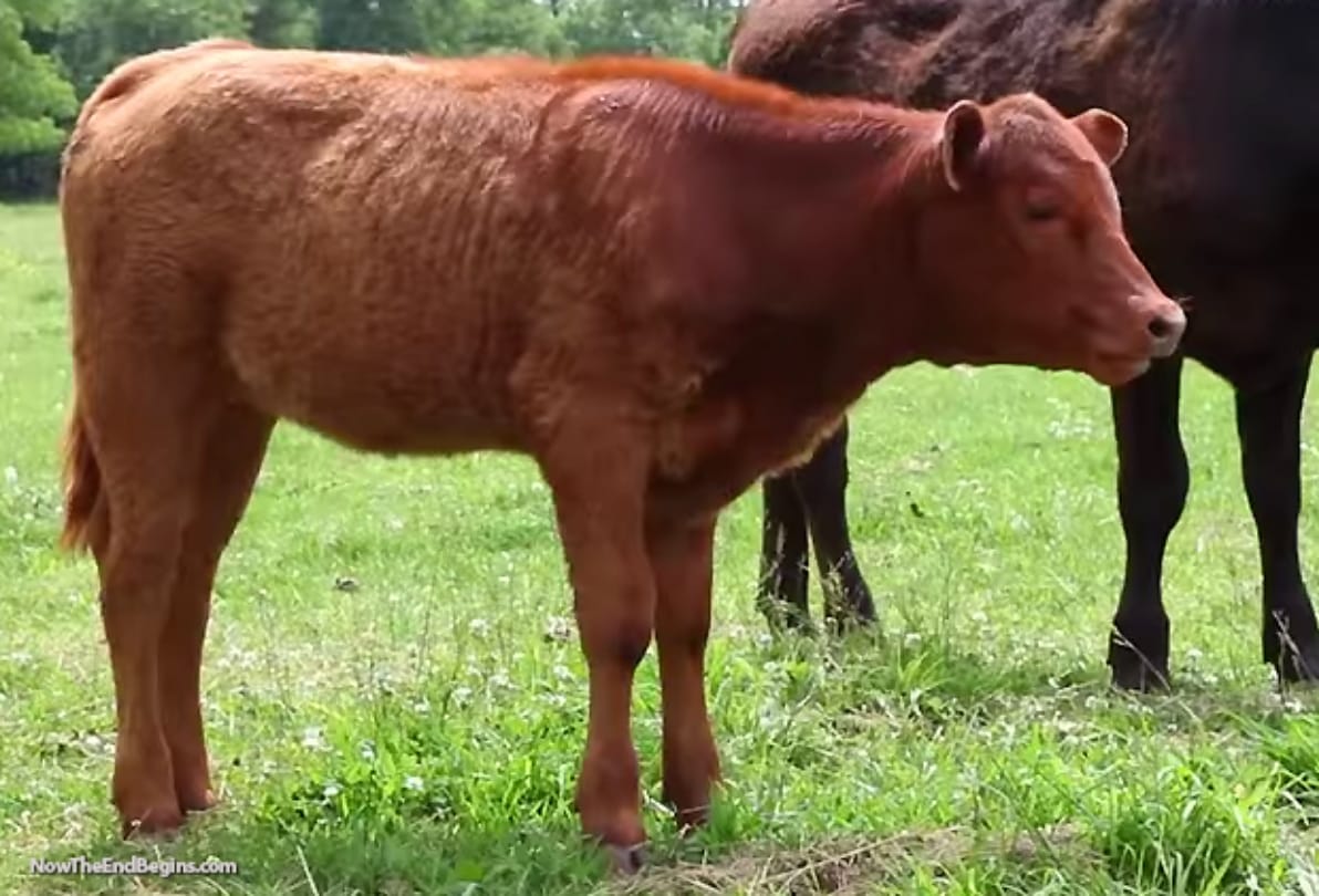 sign of the rapid dissapperaence of world due to the birth of red calf