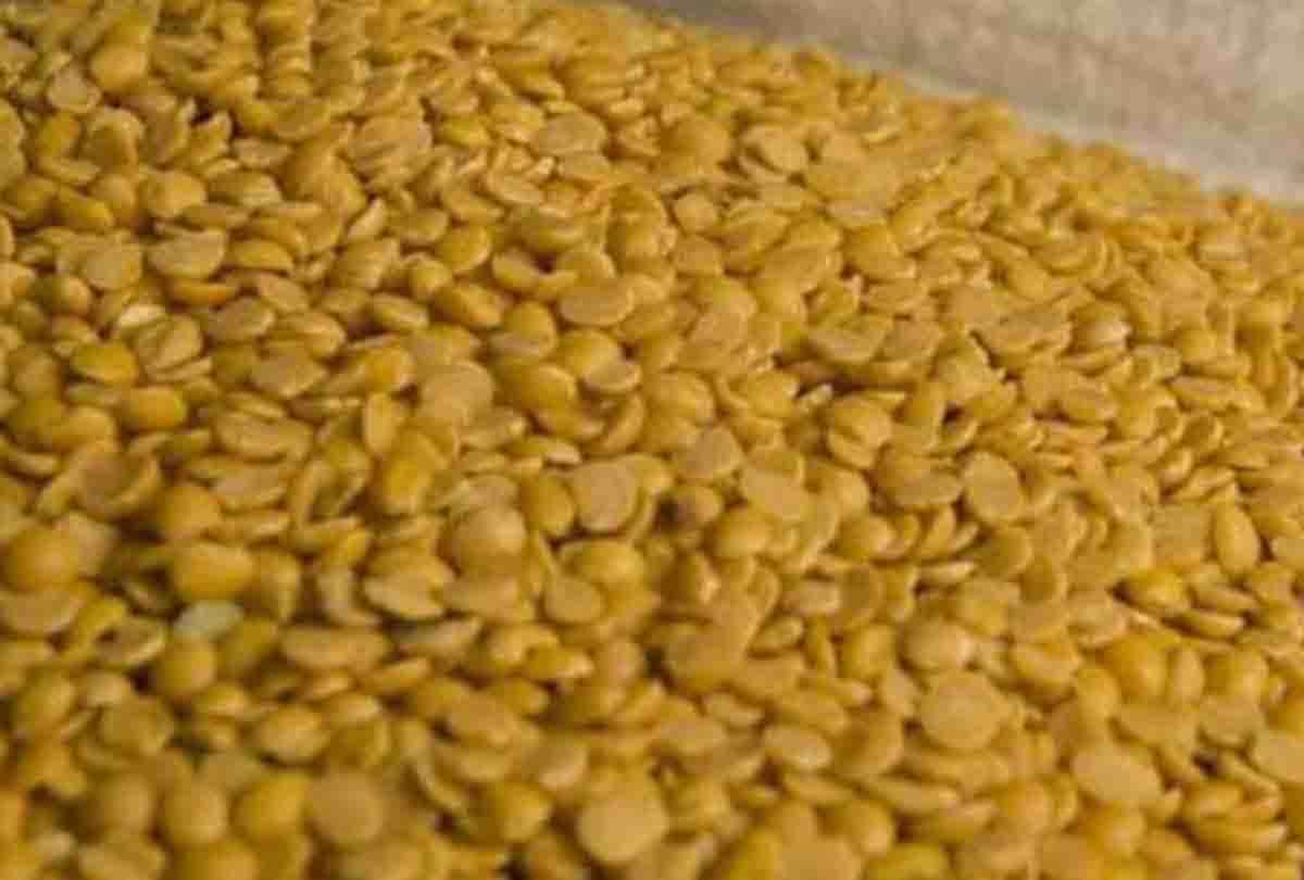State government ban to sale of Khesari pulse