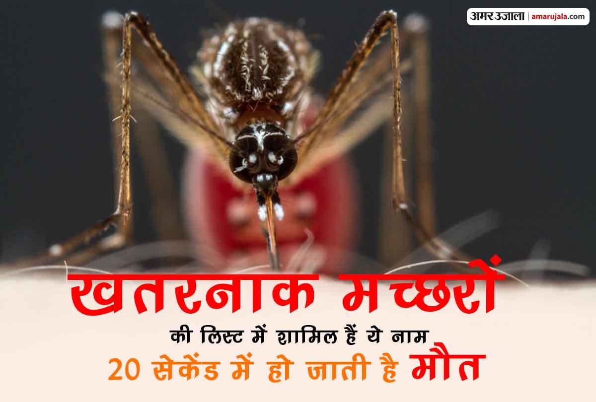 Most dangerous mosquitoes carry devastating diseases like malaria dengue chikungunya