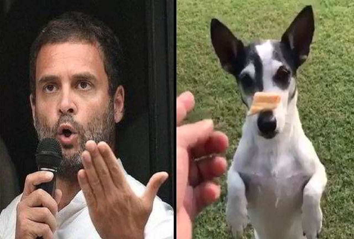 Rahul gandhi pet love during bharat band ramlila maidan