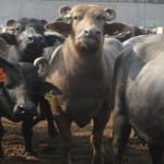 Imran Khan government to do auction of eight buffaloes of Nawaz Sharif in PM house