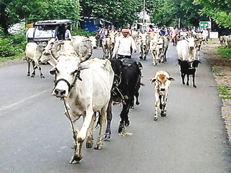 Administration is not serious on the problems of Anna cattle