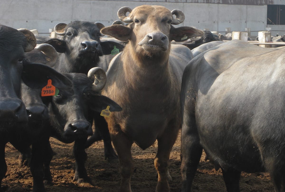 Imran Khan government to do auction of eight buffaloes of Nawaz Sharif in PM house