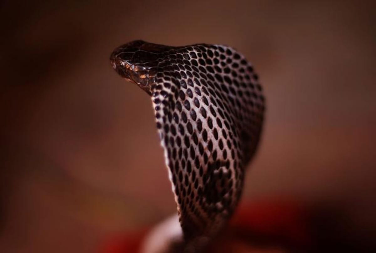 Five feet cobar snake found in Mayurbhanj Odisha