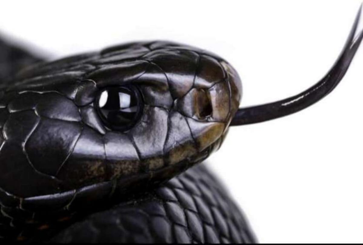Five feet cobar snake found in Mayurbhanj Odisha