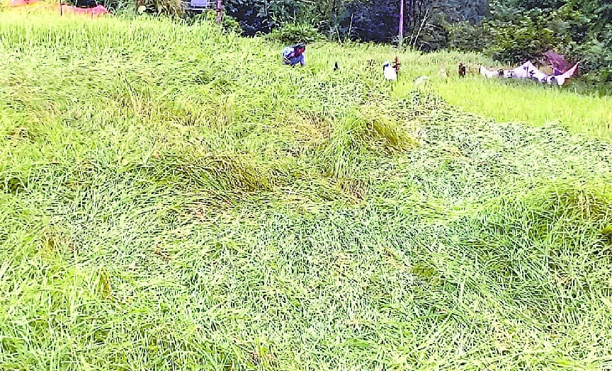 Crop damage to crops in the margin