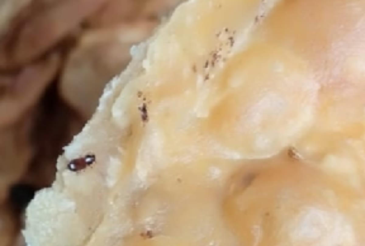 insects found in food of sanskrit sansthan mess
