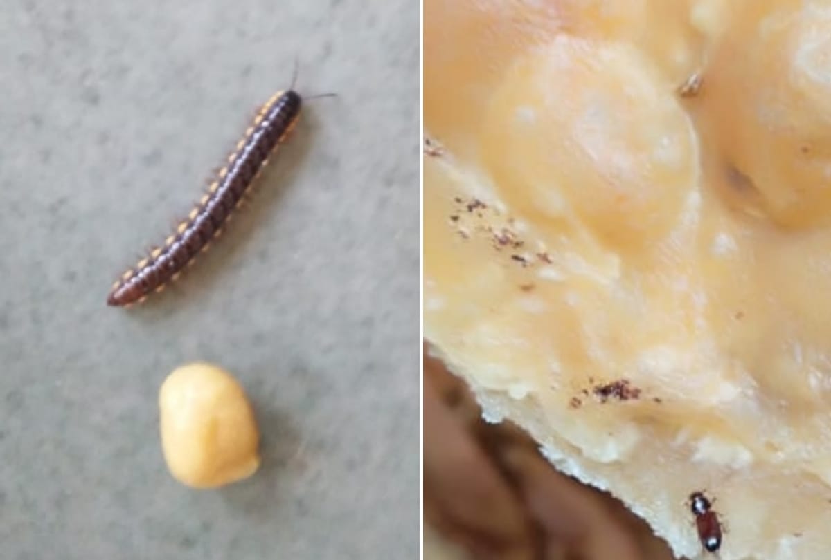 insects found in food of sanskrit sansthan mess