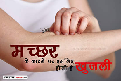 mosquito bites itching reason | why do we itch after mosquito bite