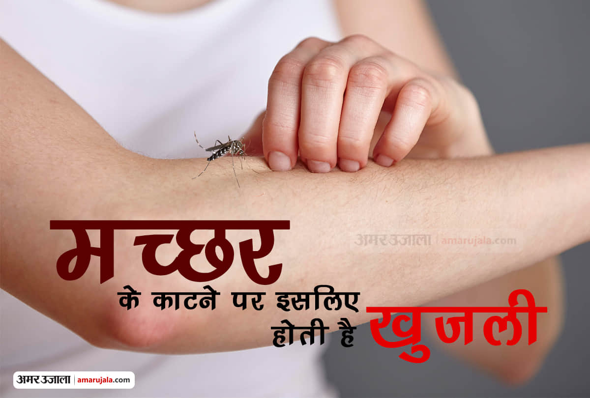 mosquito bites itching reason | why do we itch after mosquito bite