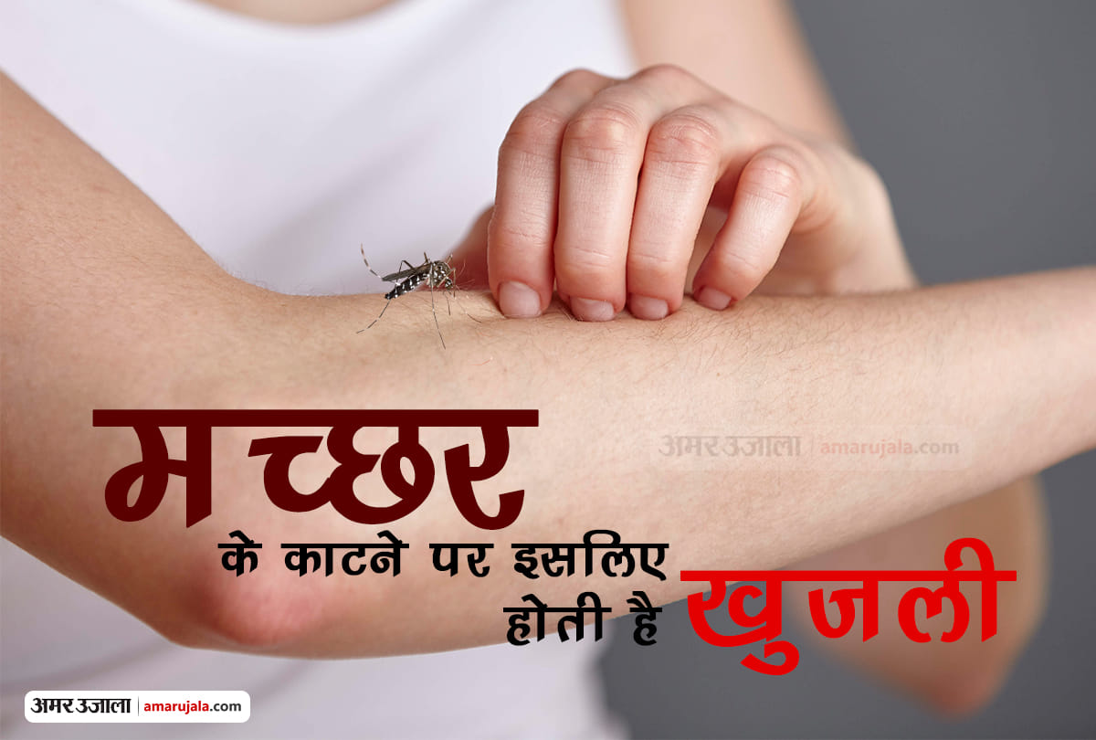 mosquito bites itching reason | why do we itch after mosquito bite