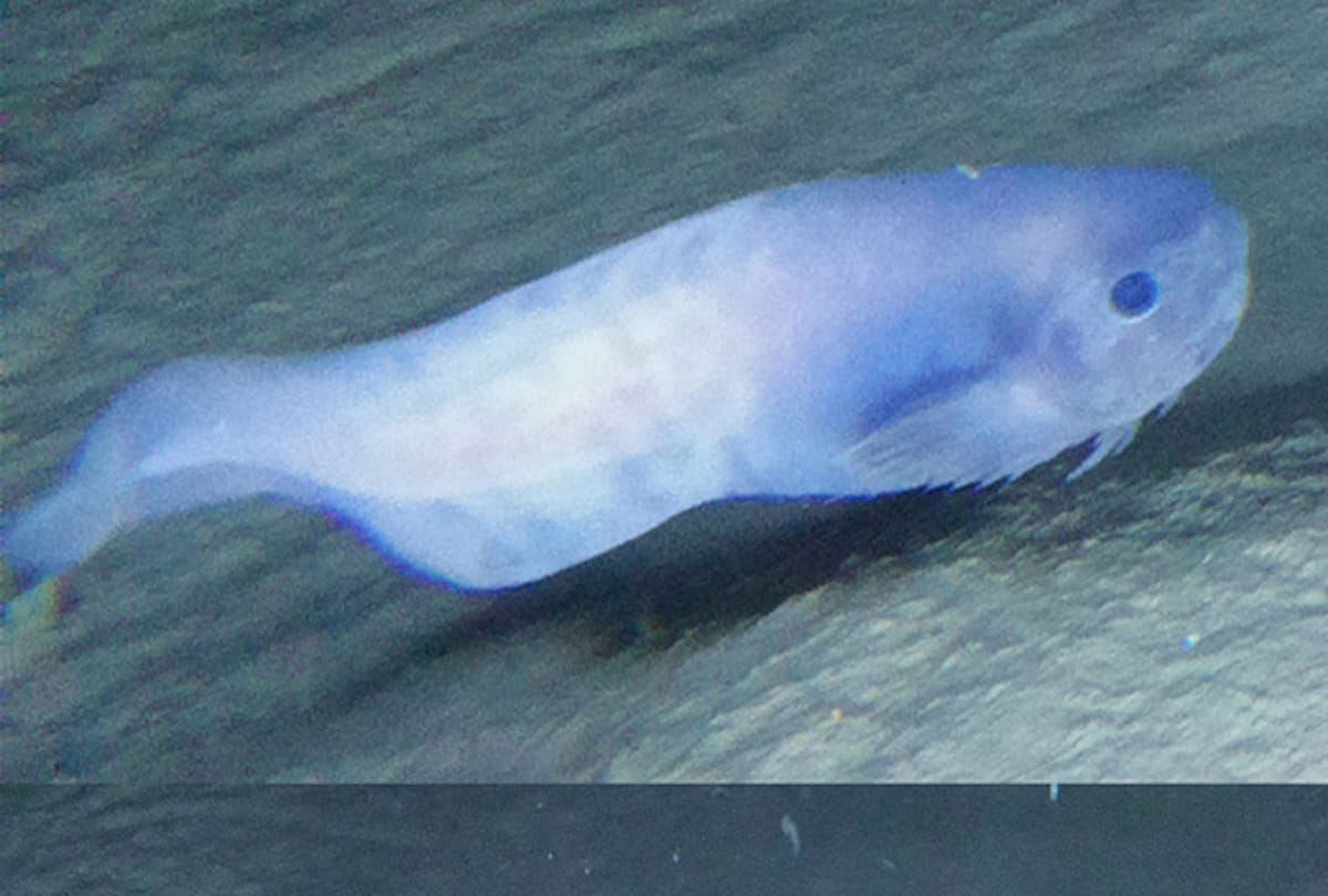Scientists have found magical fish in 7,000 meters below in Pacific ocean
