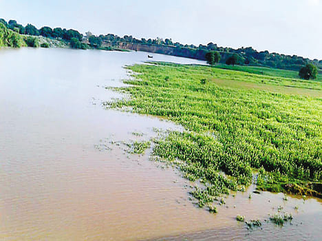Ten thousand bigha crop from floods submerged in water