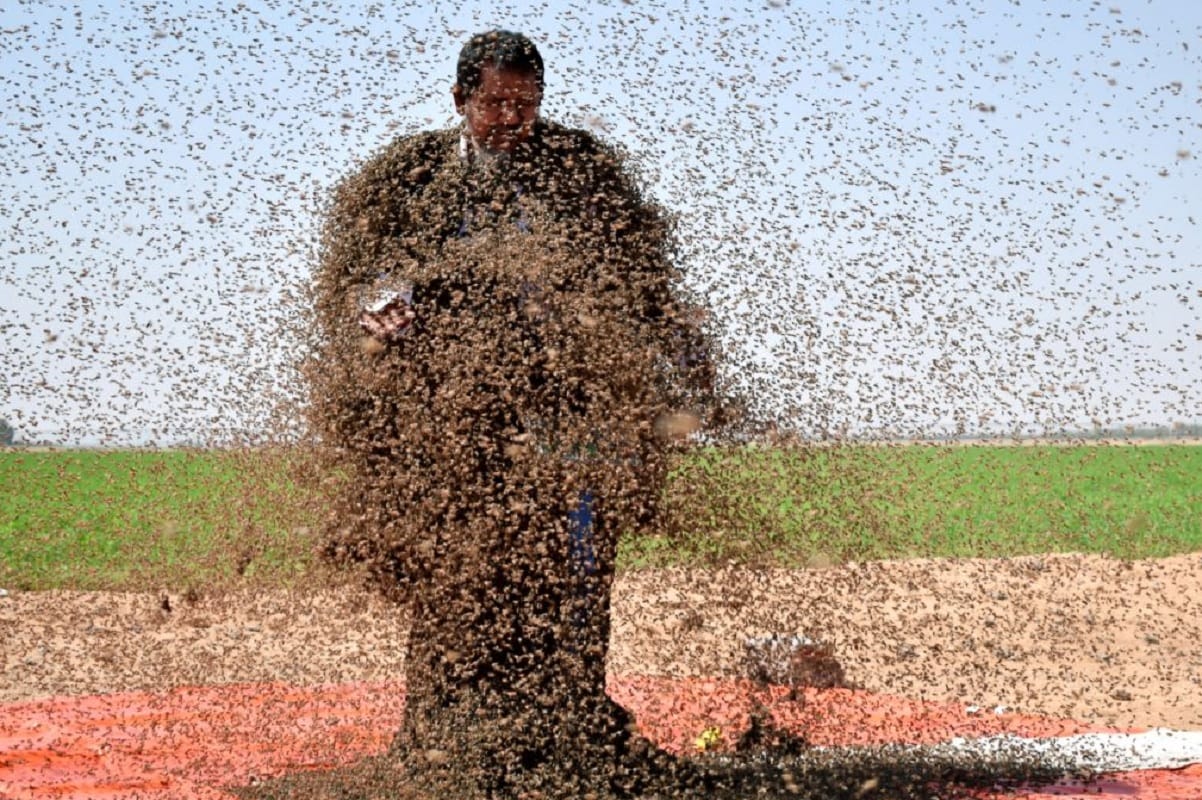 man with bees on him: Man covered with millions of Bees at tabuk in Saudi Arabia