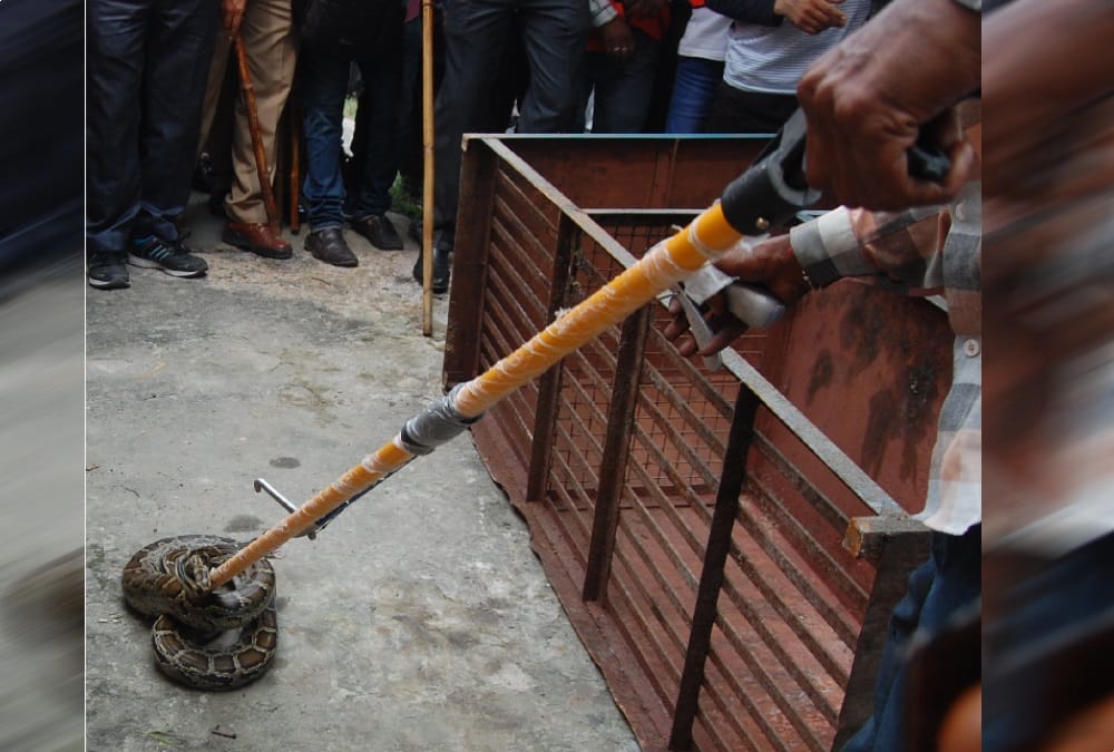 Big Python Found in school haridwar