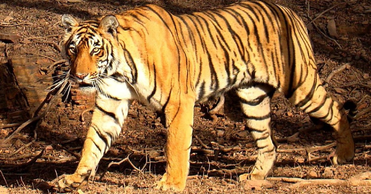 Corbett Tiger Reserve Tigress will have to live her entire life with a wire stuck in her stomach Uttarakhand