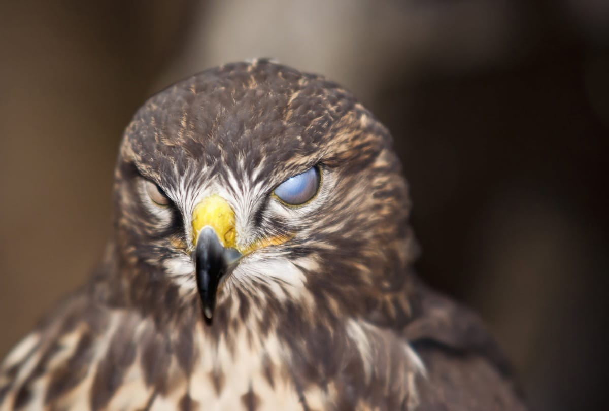 Not only human the animal also blind in this city