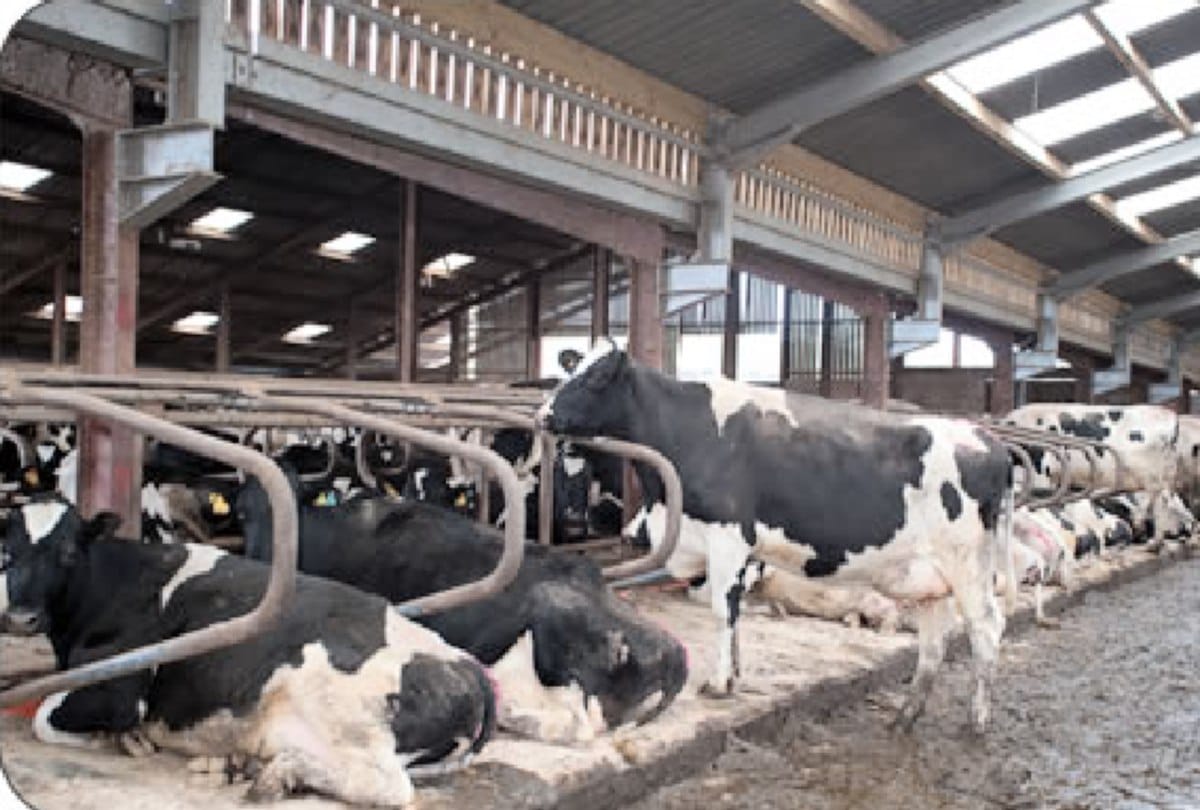 amar ujala impact Animal Husbandry Department will not auction cows in bilaspur