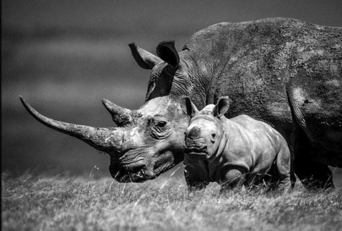 You Never Heard Before these Amazing Facts About Rhinoceros